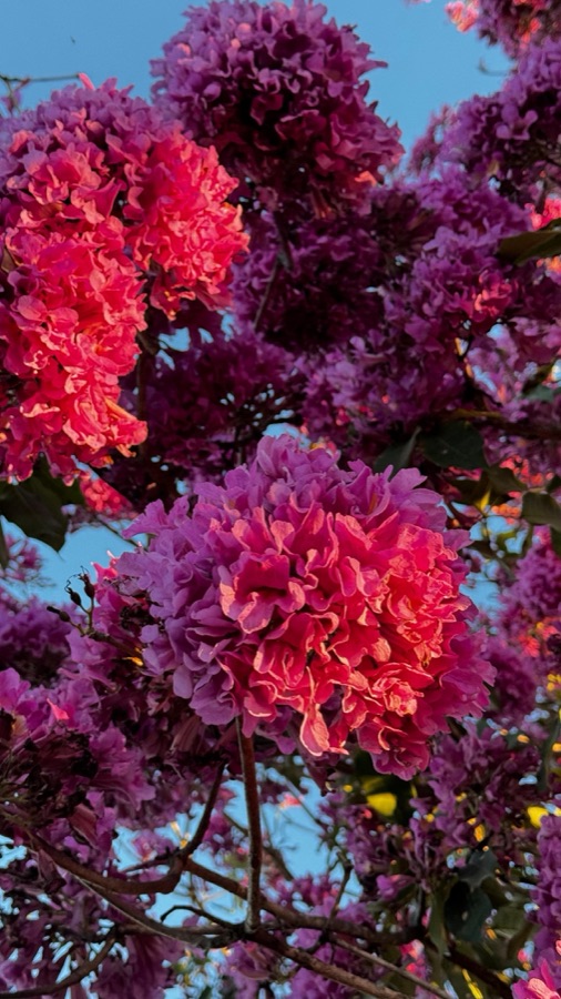 Close das flores do ipê rosa, a árvore que dá nome ao loteamento