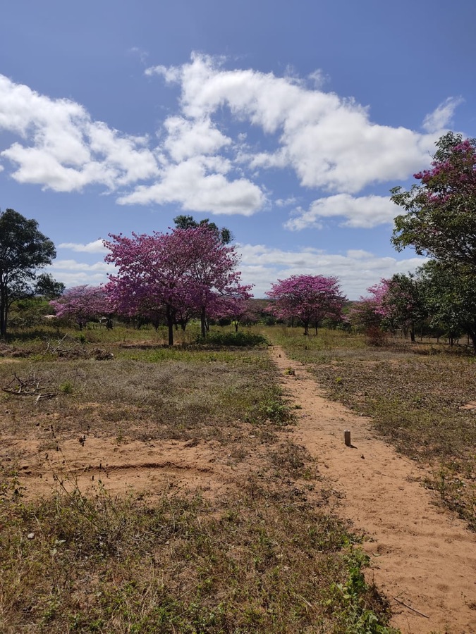 Ipês rosa floridos no terreno do loteamento, com trilha de terra e marco de medição de lote